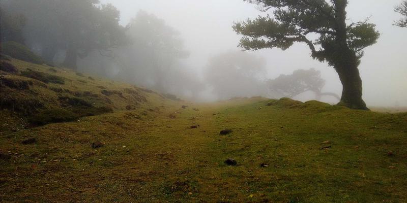 从森林到未来：双峰木业如何将可持续木材转化为高端家具的艺术