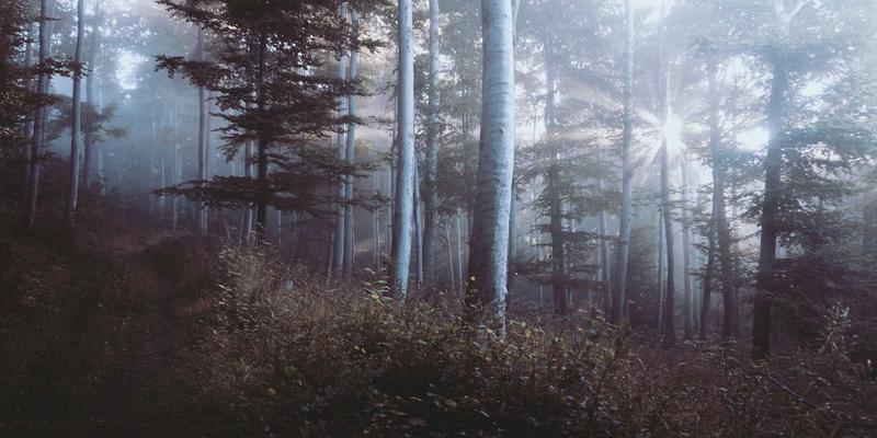 双峰木业31：匠心雕琢木艺之美，定义高端实木家具新典范