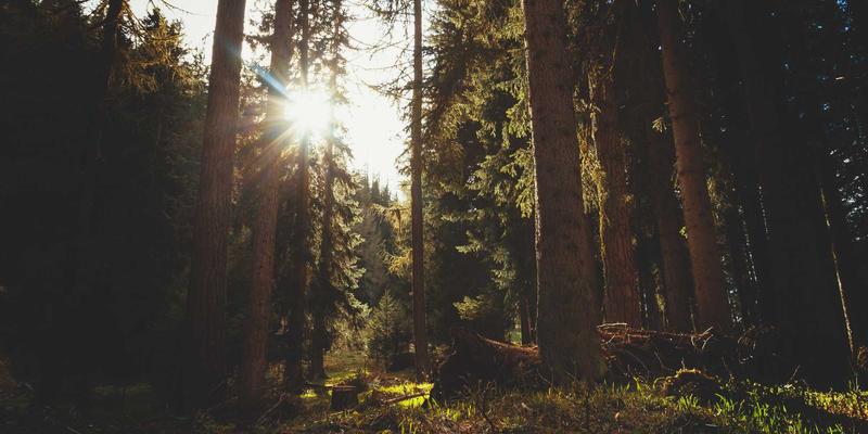 双峰木业59：以匠心雕琢高端家具，定义现代木制品艺术新高度