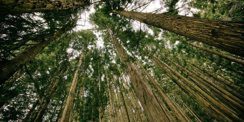 双峰木业新中式家具设计理念：如何打造高端实木家具定制的东方美学